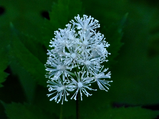 {Actaea pachypoda}